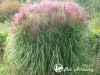 Miskantas kininis ,Rotsilber' (lot. Miscanthus sinensis) Miskantas kininis ,Rotsilber' (lot. Miscanthus sinensis)